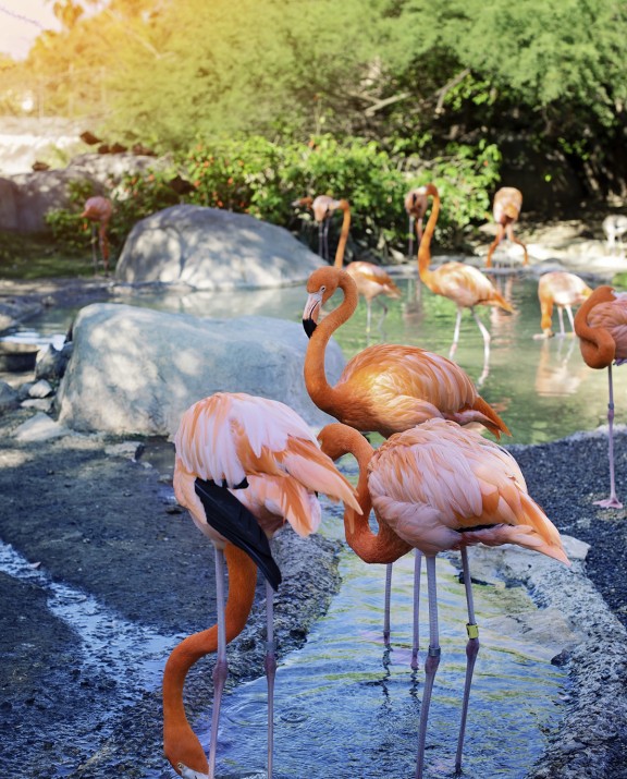 https://greaterbrownsville.com/images/uploads/flamingos-zoo.jpg